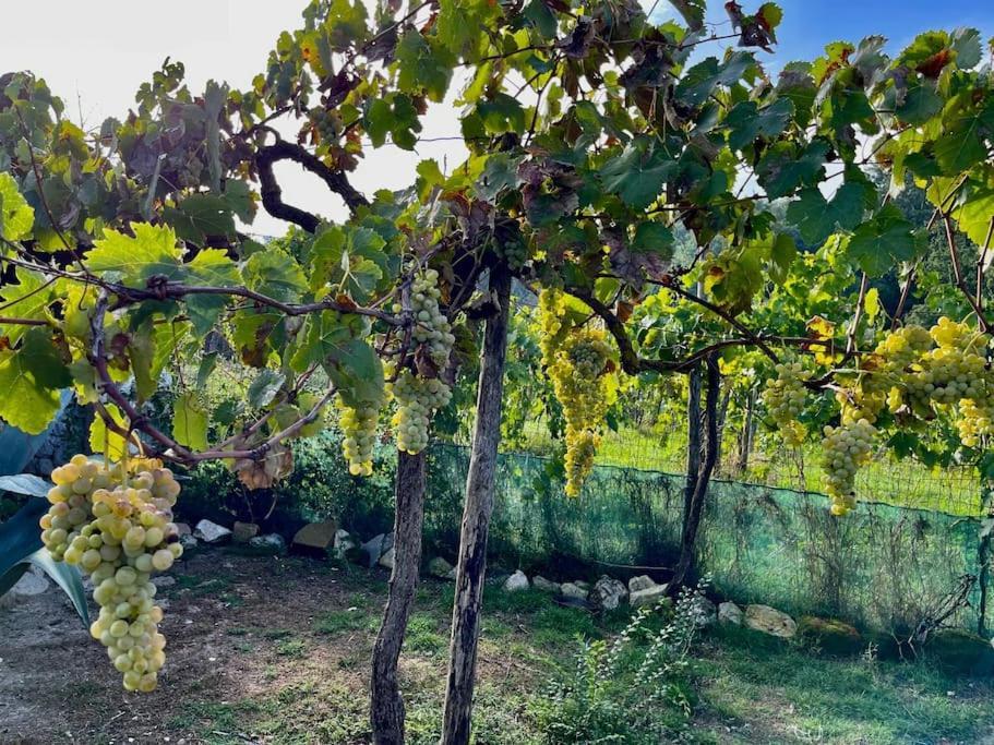 Villa De Luccheri Frasso Telesino Eksteriør bilde